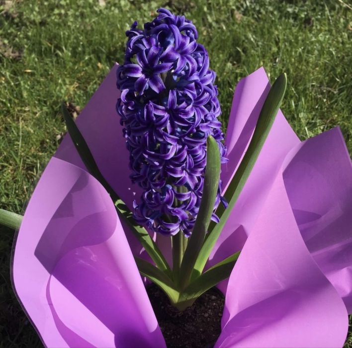 Зюмбюли и теменужки за 8-ми март