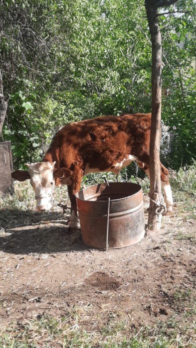 Корова с теленком еще беременная