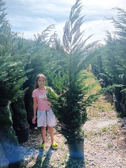 Vând chiparos leylandii