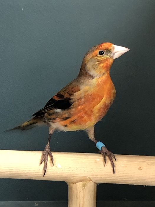 Канарейка кенор гибрид самец