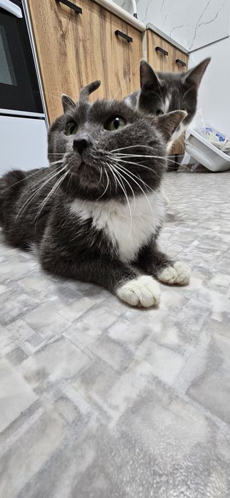 кот кастрат,  ищет доброго человека