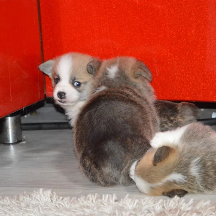 Вельш корги пемброг щенки шикарные