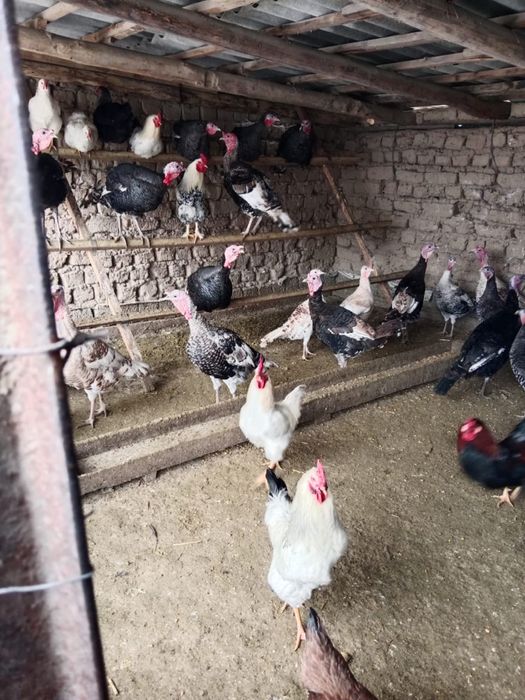 Продам Индюковввв