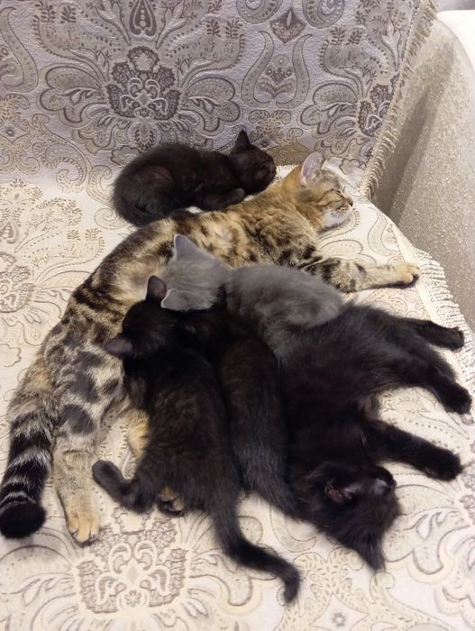 Котята в добрые руки