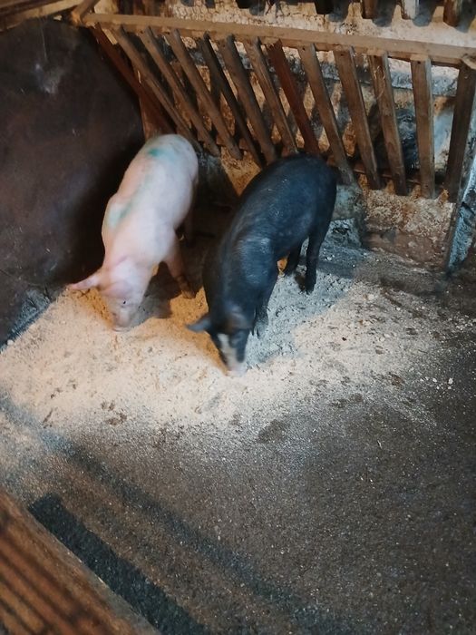 vând soldanei la 40 kg 45