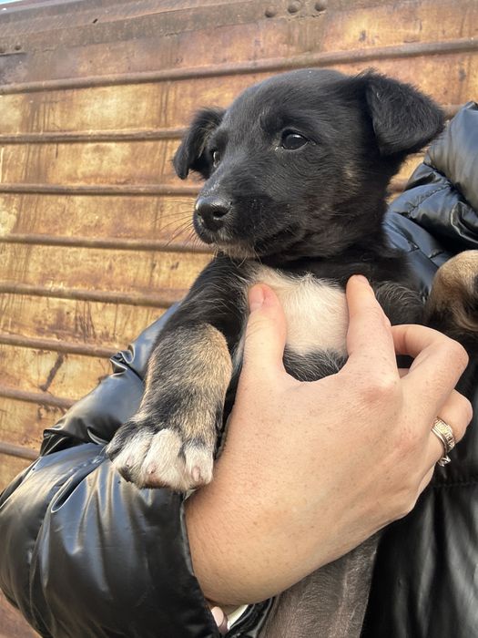 Девочка в добрые руки