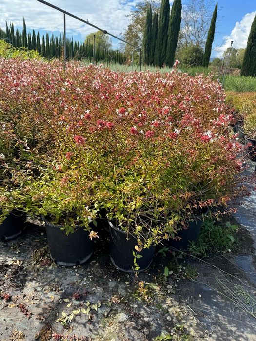 Bambus  iarba de pampas