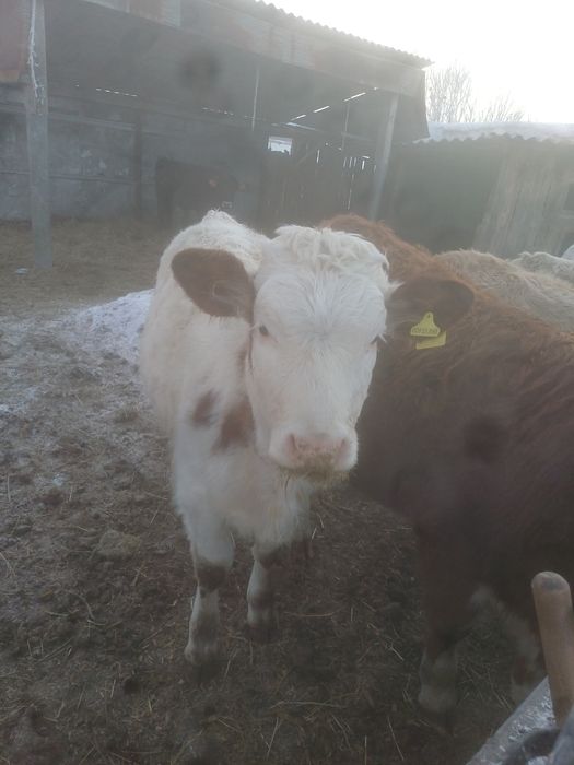 Продам телята подсосные