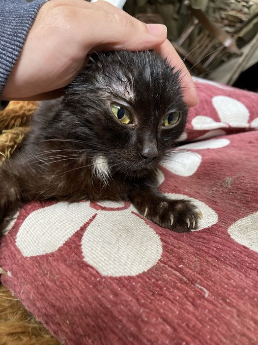 Подарявам улични котки