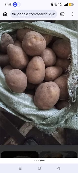 Продам картофель