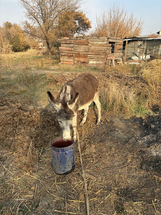 Осел продаю молодой