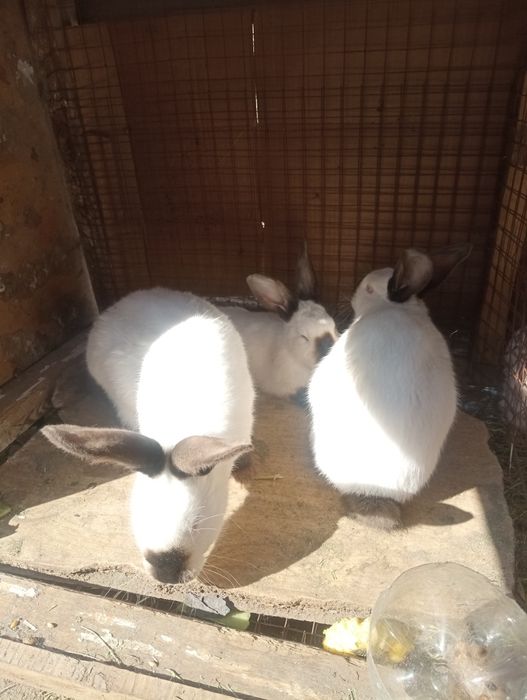 Қойан қойан қойан