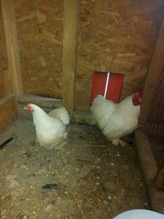 Vand sau schimb găini ..fazani...pauni