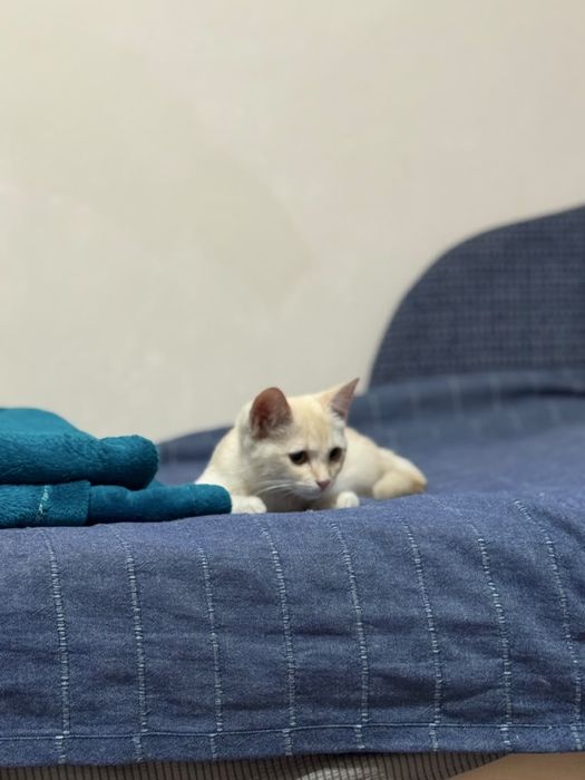 Котенок в хорошие руки