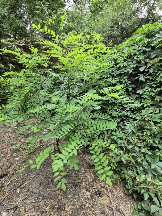 Продам белую акцию.