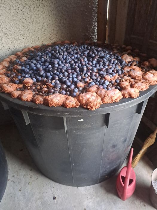 Vând prune culese.