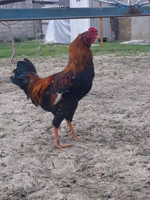 Сұлтан  Байсбаев 9