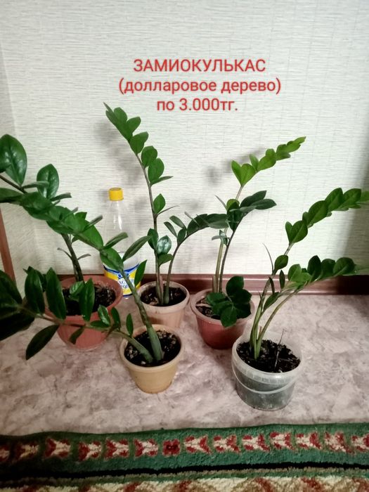 Продам долларовое дерева(замиокулькас)