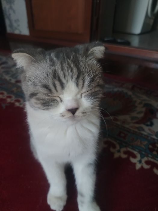 Кот : Скоттиш фолд