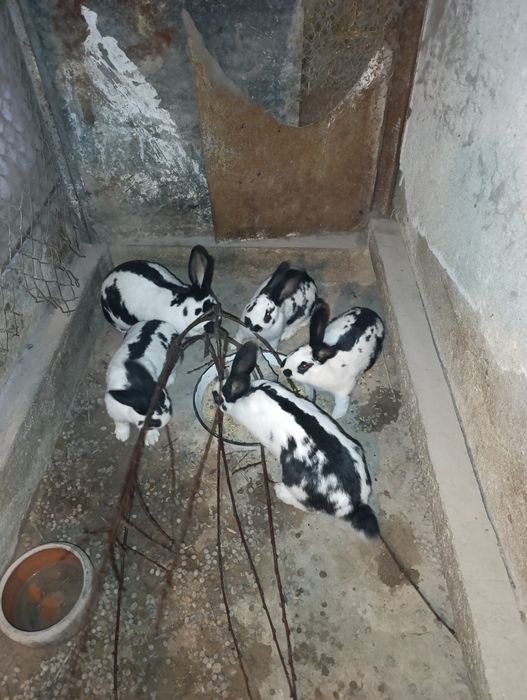 Зайци.на 4 5 месеца