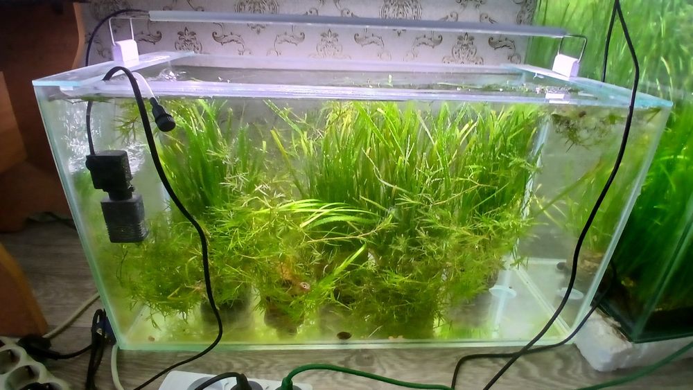 Аквариум в комплекте с рыбками