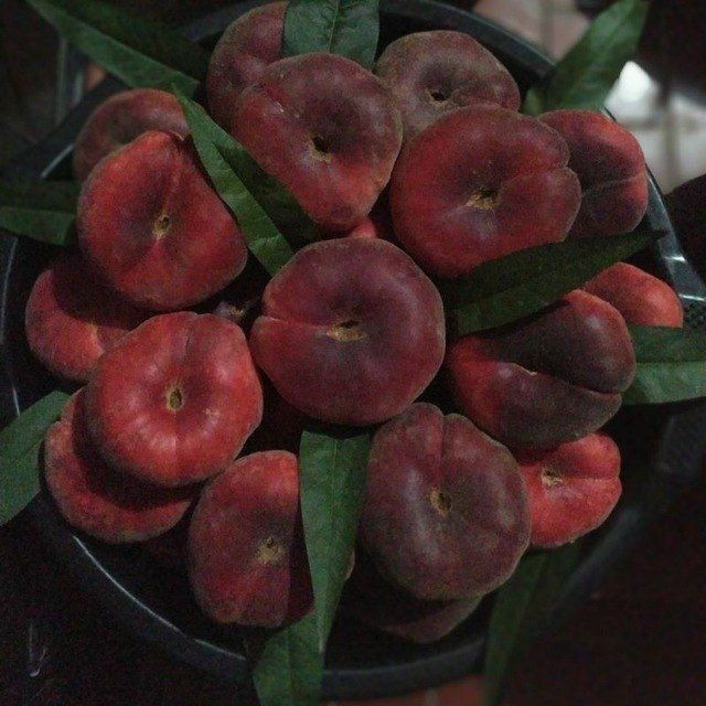 Mevali ko'chatlar  archalar  bor 100%garanitya