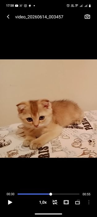Скидка 1 день Девочки  Скоттиш фолд и Страйт
