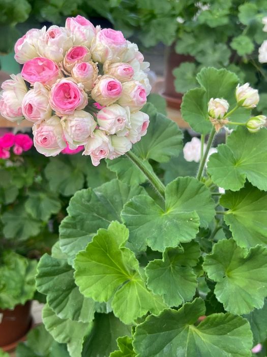 Сортовые пеларгонии