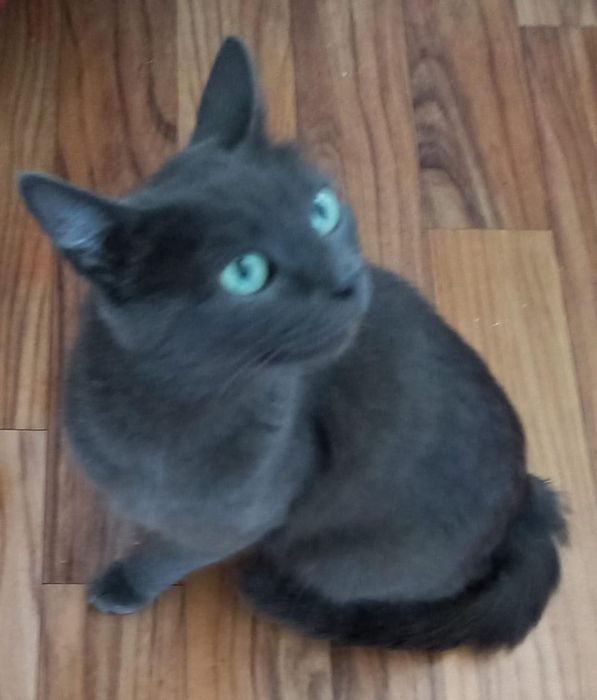 Котята  и кошечка ищут дом