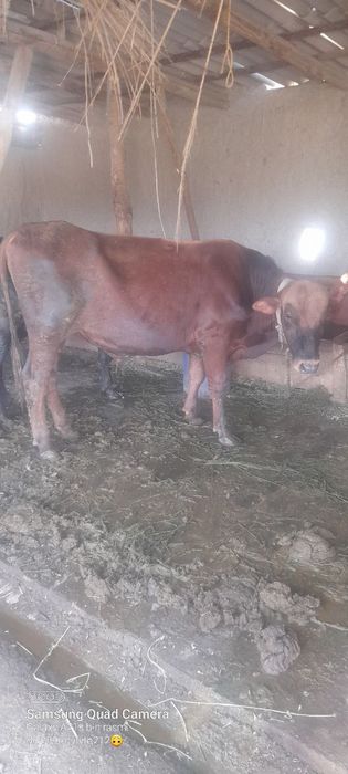 Buqalar sotiladi 4 dona