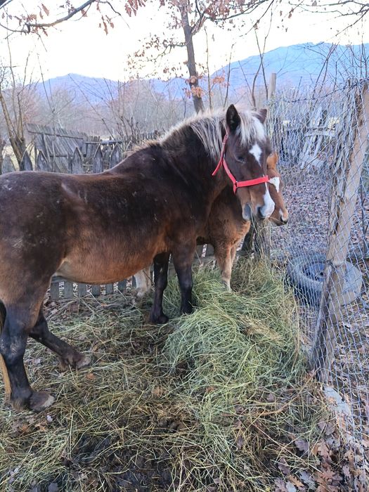 Iapa cu mânz  de 3 luni