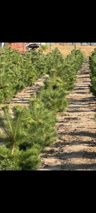 Продам сосны оптом и в розницу