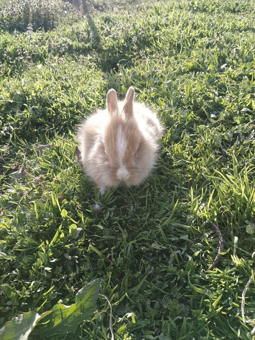 Iepurași cap de leu