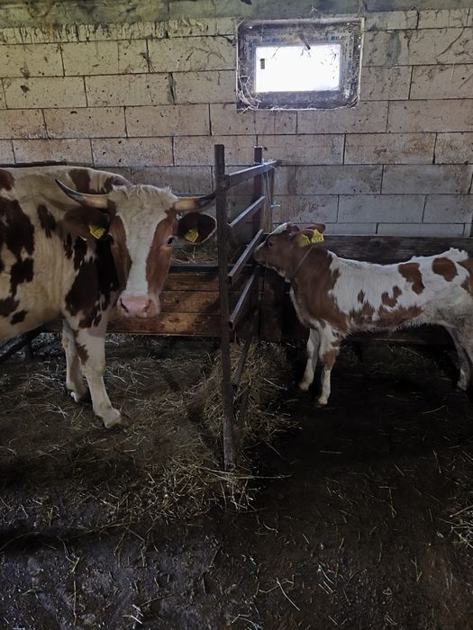 Vaca tânără de vânzare