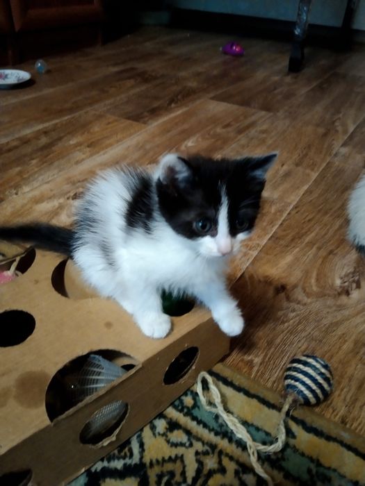 Котята, 1,5 месяца