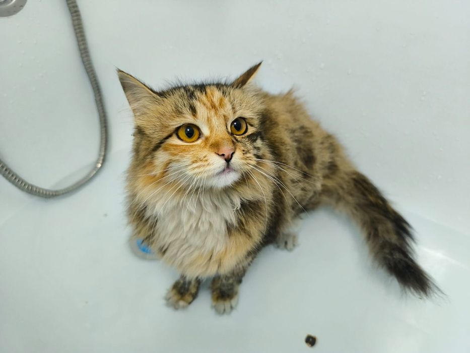 Бесплатно.Котёнок отдам в хорошие руки.