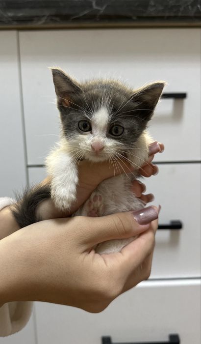 Отдаем котят самцы.
