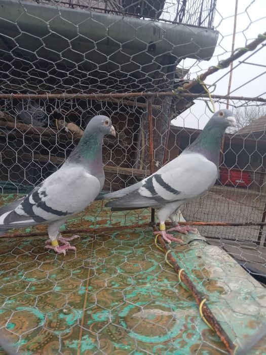 De vanzare porumbei voiajor