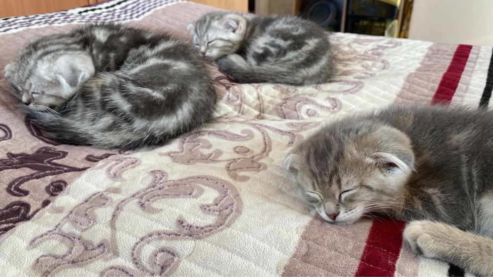 Котята шотландские фолдики