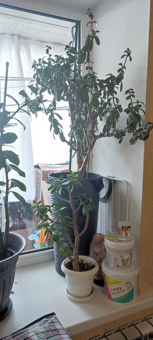 Продам замиакулькас, денежное дерево, кливия