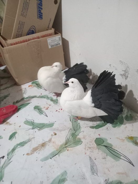 Продам чернохвостых