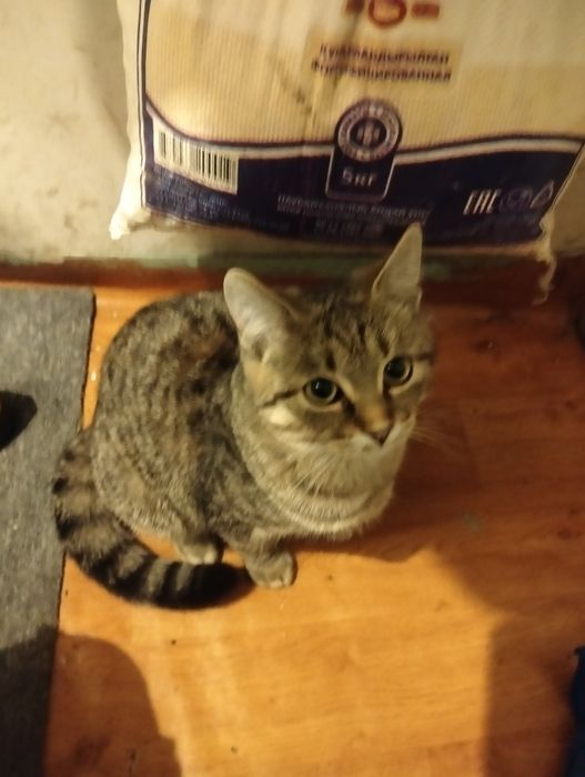 Котенка в хорошие руки