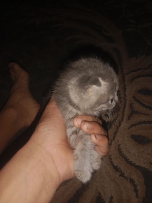 Абмен бар келіп көріңіздер