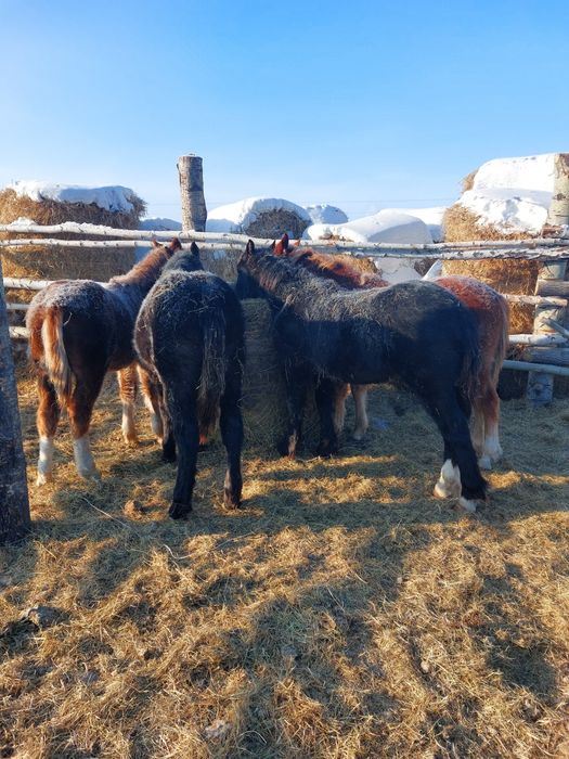 Продам жеребят тяжеловозов