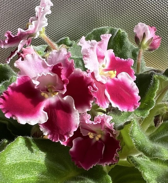 Сейнтполия Saintpaulia African Violet Сентполия Сенполия цветя