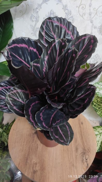 Бамбук керама. Комнатные растения Алматы