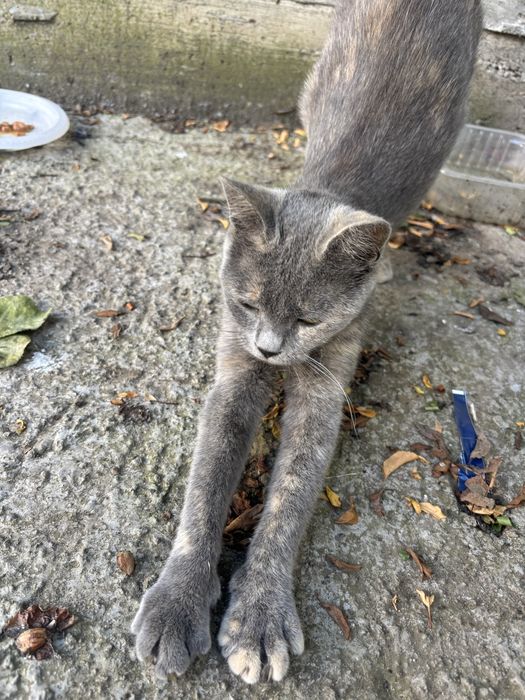 Adoptie motan Bucuresti-Ilfov