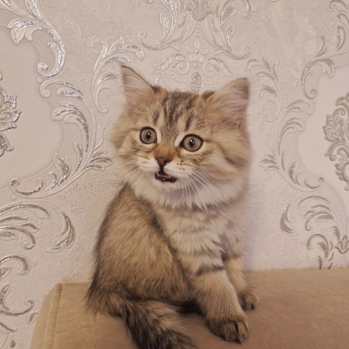 Котенок котенок котенок