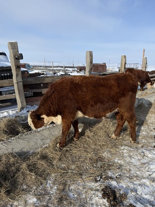 Продам КРС быки бычки коровы первотелки