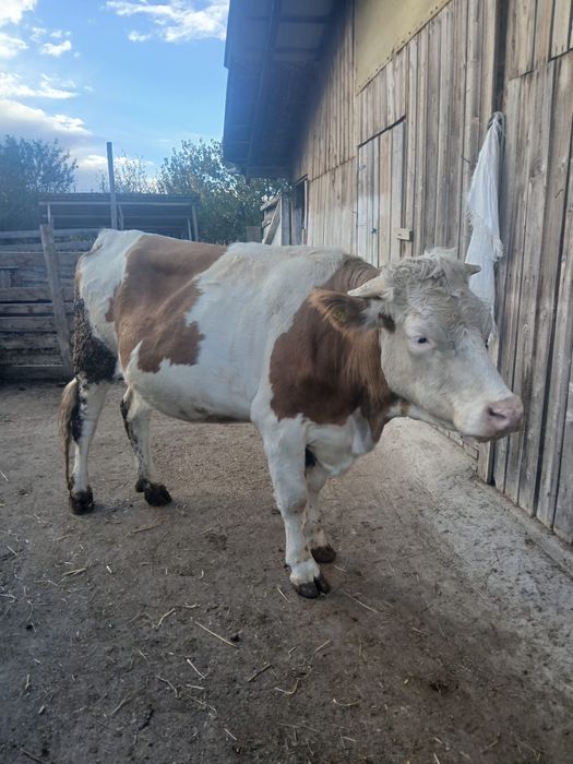 Juninca gestanta